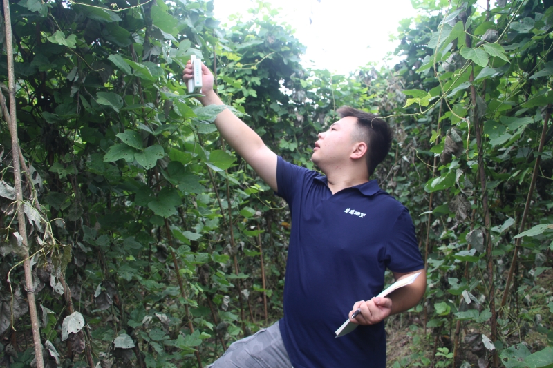 團隊成員測試葛根葉片光合速率和葉綠素含量。重慶工程職業(yè)技術(shù)學(xué)院供圖