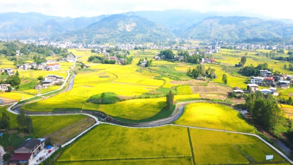 云陽縣路陽鎮(zhèn)萬畝稻田。云陽縣委改革辦供圖