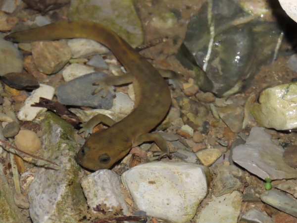 巫山巴鯢。五里坡國家級自然保護(hù)區(qū)供圖