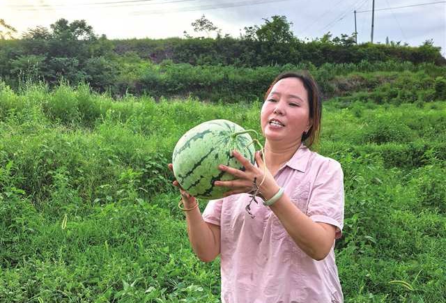 陳春蘭在瓜田工作