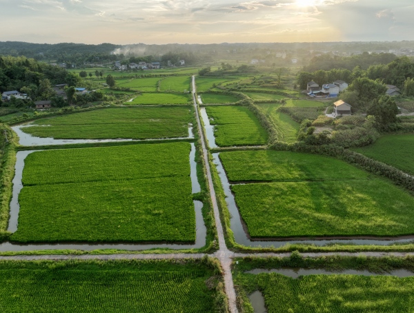 合川高標(biāo)準(zhǔn)農(nóng)田。合川區(qū)委宣傳部供圖