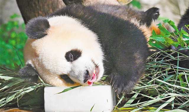 八月五日，重慶動(dòng)物園，一只大熊貓枕冰舔舐。工作人員對(duì)動(dòng)物科學(xué)照料，確保其清涼度夏。記者 張錦輝 攝\視覺(jué)重慶