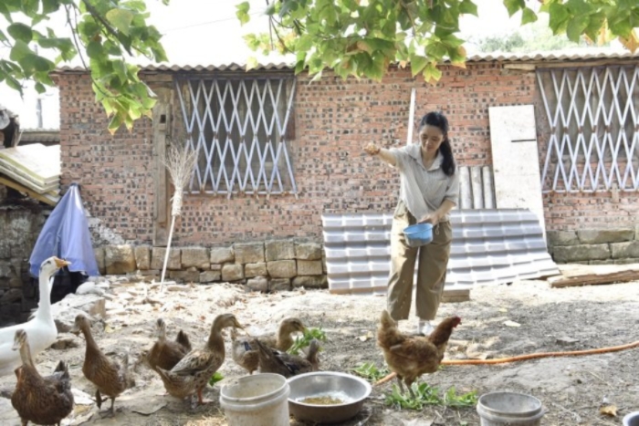 歐光先在喂雞鴨。鄧浩 攝