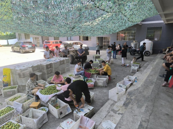 果農(nóng)正在裝運(yùn)脆李。朱梅花攝