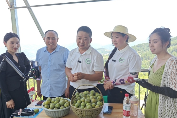 網(wǎng)格長黃琴正和直播團隊在木甫村青脆李園開展助農(nóng)直播。龍角鎮(zhèn)供圖