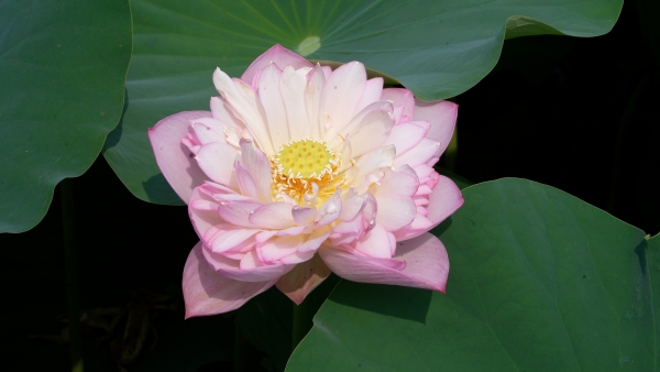 太空荷花盛放。大足區(qū)融媒體中心供圖