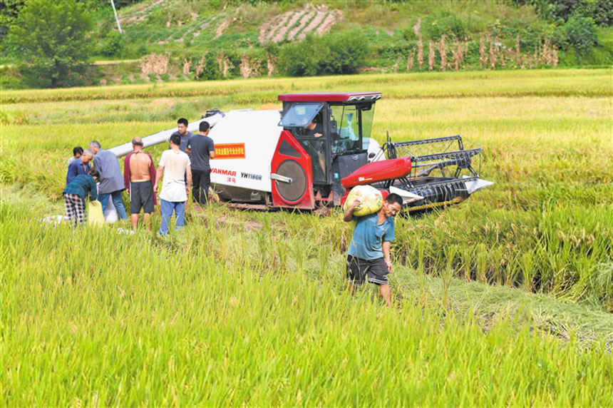 巴南區(qū)接龍鎮(zhèn)馬路村，村民收割稻谷。特約攝影 李攀/視覺重慶