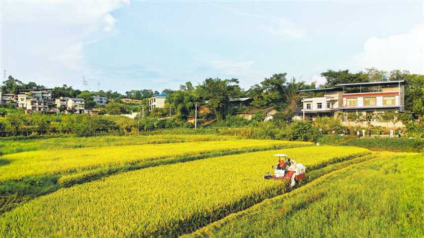 北碚區(qū)澄江鎮(zhèn)民權(quán)村，村民駕駛收割機收割稻谷（無人機照片）。 特約攝影 秦廷富/視覺重慶