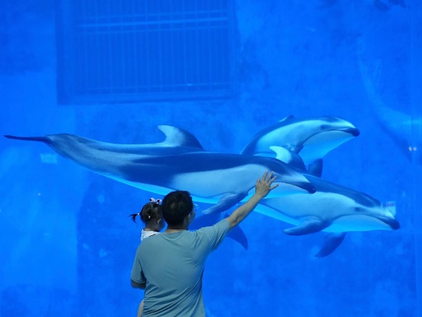 鐮鰭海豚亮相重慶融創(chuàng)海世界。重慶融創(chuàng)海世界供圖