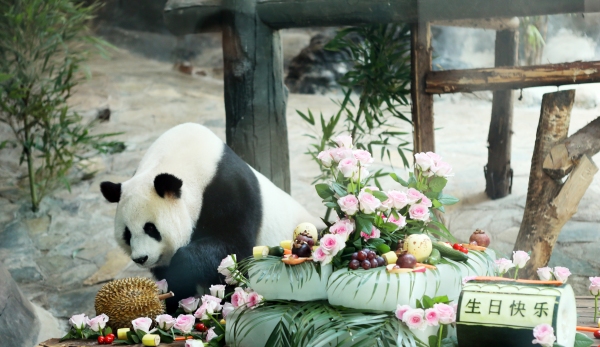 春來館內的壽星“巧月”。陳仕川攝