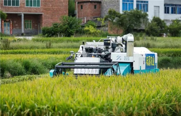 無人駕駛收割機(jī)在收割水稻。熊偉攝