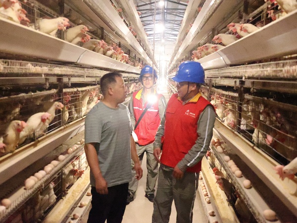 國家電網(wǎng)重慶電力（城口營銷）紅巖共產(chǎn)黨員服務(wù)隊到起航養(yǎng)雞場檢查生產(chǎn)安全用電。國網(wǎng)城口供電公司供圖