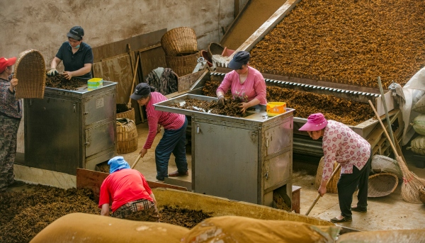 工人正在分揀黃連。石柱縣委宣傳部供圖