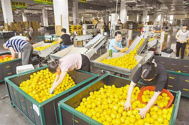 位于潼南區(qū)的雪王農(nóng)業(yè)(重慶)有限公司,工人在包裝車間打包檸檬鮮果(本報資料圖片)。記者 張錦輝攝\視覺重慶