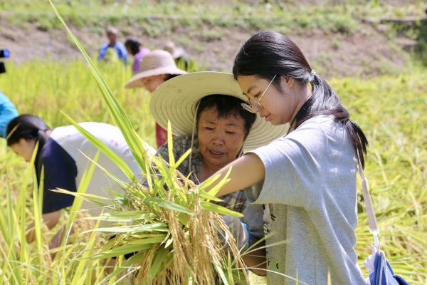 游客體驗稻谷收割。景區(qū)供圖