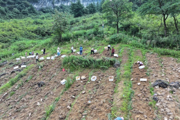 工人們采收天麻。劉先華攝