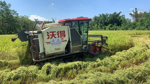 聯(lián)合收割機(jī)正在收割水稻。牟舉輝攝