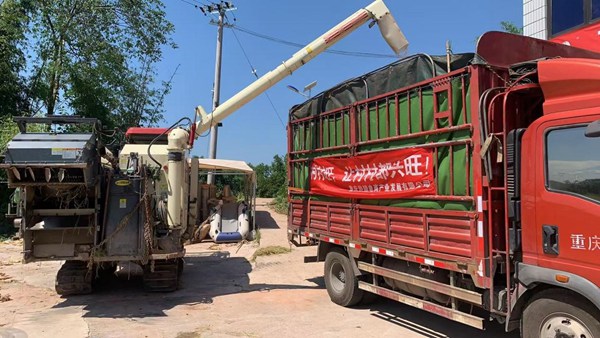 收割機(jī)將水稻轉(zhuǎn)移到運(yùn)輸車。牟舉輝攝