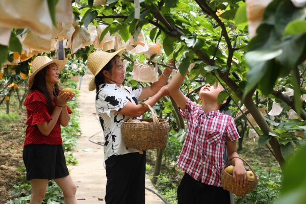 巫山脆梨采摘。王忠虎攝