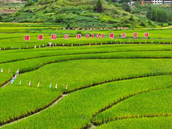 蟠龍鎮(zhèn)扈槽村稻米豐收盛景。劉輝攝