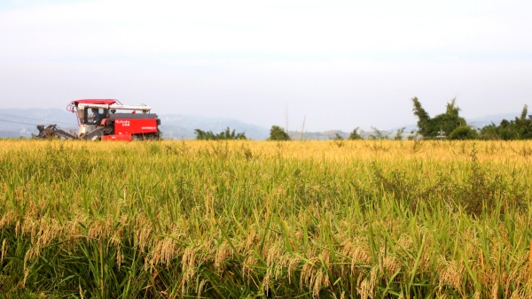 收割機(jī)收割富硒稻。白沙鎮(zhèn)供圖