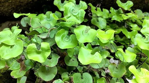 荷葉鐵線蕨。三峽融媒體中心供圖