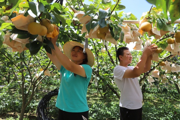 種植戶采摘巫山脆梨。巫山縣融媒體中心供圖