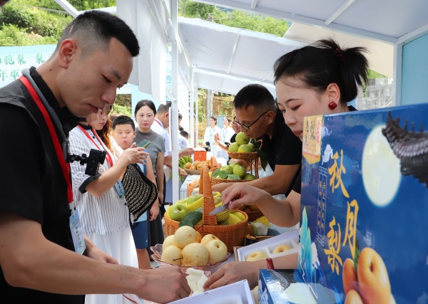 市民品嘗巫山脆梨。巫山縣融媒體中心供圖
