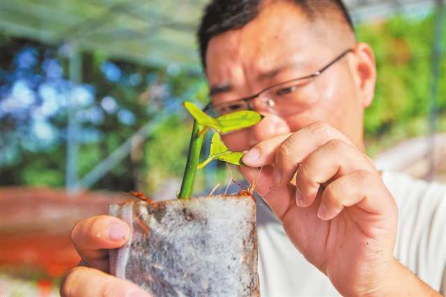 工作人員正在檢查木姜子扦插苗的發(fā)育情況。