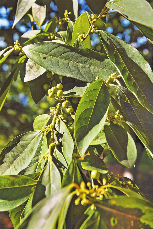 8月18日，萬州區(qū)新田鎮(zhèn)西村廣成山，長勢良好的木姜子樹。（本版圖片均由記者尹詩語攝）