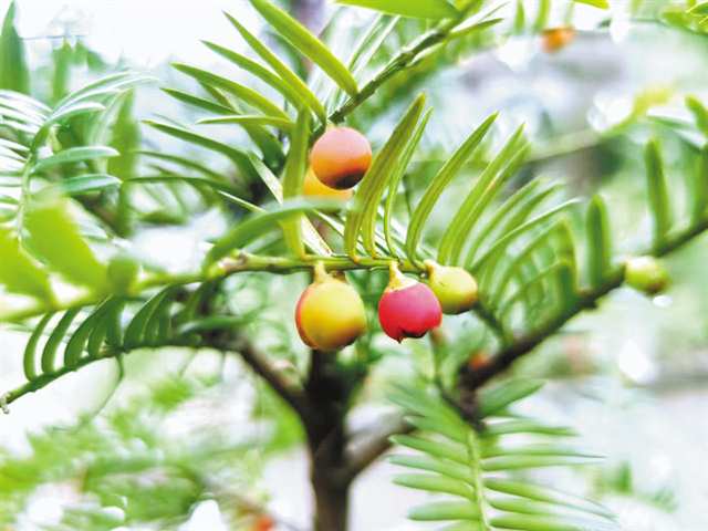 紅豆杉。重慶三峽融媒體中心記者 黃玉保 通訊員 范聲英