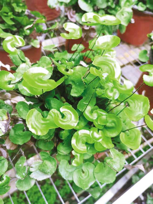 荷葉鐵線蕨。