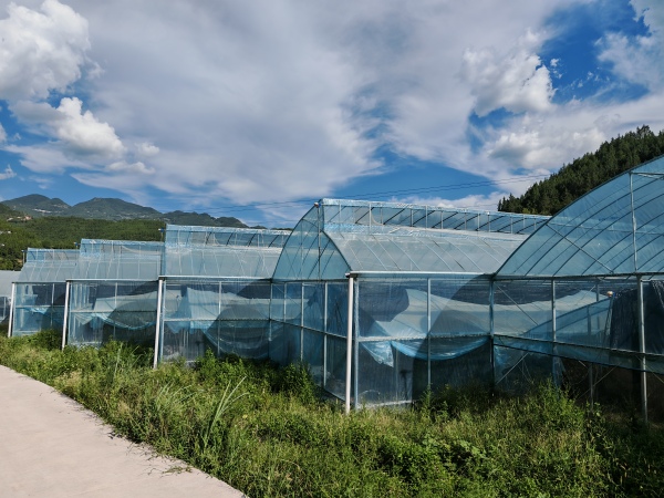 起陽(yáng)村蔬菜大棚。平河鄉(xiāng)供圖