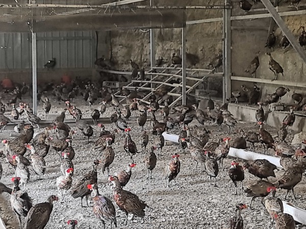 七彩山雞養(yǎng)殖。蔣海濤攝