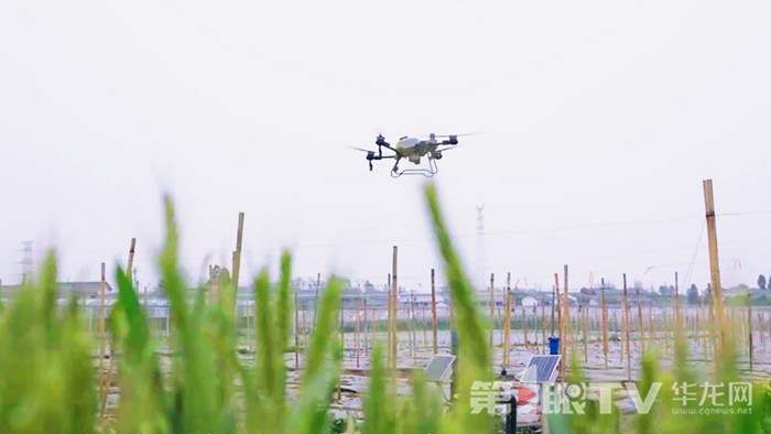 農(nóng)用無(wú)人機(jī)。第1眼TV-華龍網(wǎng)記者 陳洋 攝