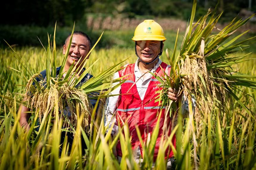 電力人員與村民一起秋收。國網(wǎng)永川供電公司供圖