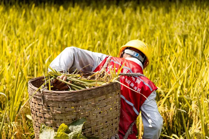 電力人員幫助村民秋收。國網(wǎng)永川供電公司供圖