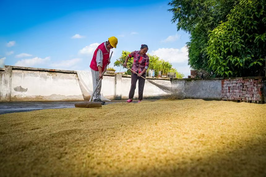 電力人員和村民一起曬谷子。國網(wǎng)永川供電公司供圖
