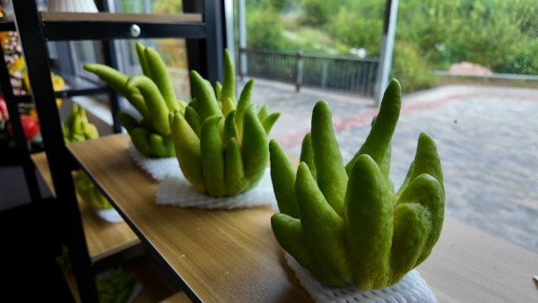 散發(fā)天然清香的佛手成為自然擺臺。大足區(qū)融媒體中心供圖