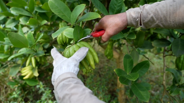 佛手產(chǎn)業(yè)鋪就村民致富路。大足區(qū)融媒體中心供圖