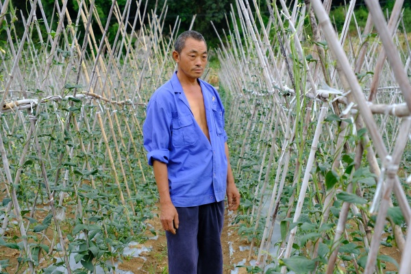 秦家虎在地里查看蔬菜生長(zhǎng)情況。白云瑗攝