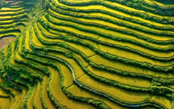 河壩村貢米梯田。秀山縣委宣傳部供圖