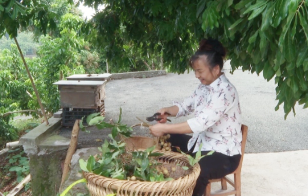 果農(nóng)在處理龍眼。陳和攝