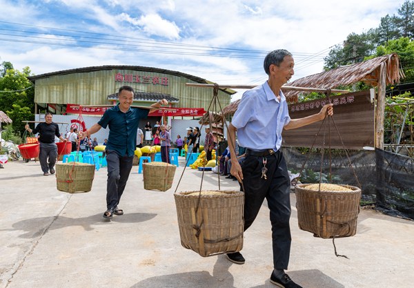“三方共耕”分紅現(xiàn)場，村民們領(lǐng)取分紅的谷子。羅川攝
