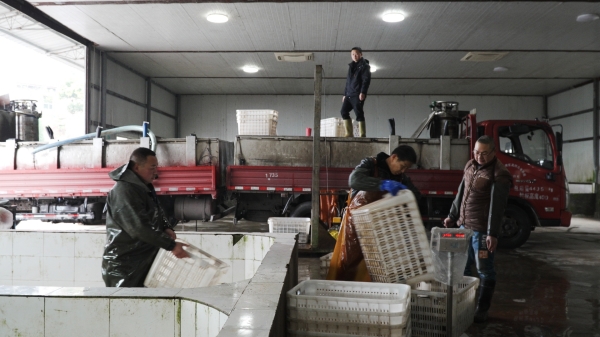 烏魚(yú)過(guò)秤后裝車(chē)出貨。銅梁區(qū)融媒體中心供圖