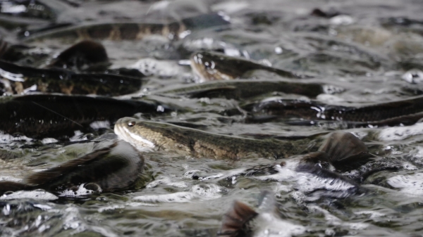 基地養(yǎng)殖的烏魚(yú)。銅梁區(qū)融媒體中心供圖