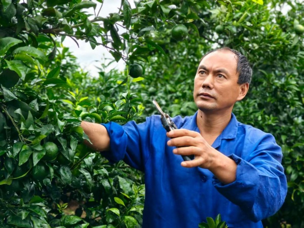 蔣興燕在剪枝。受訪者供圖