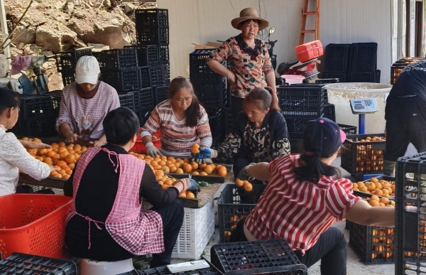 村民在挑選沃柑進(jìn)行裝箱。受訪者供圖