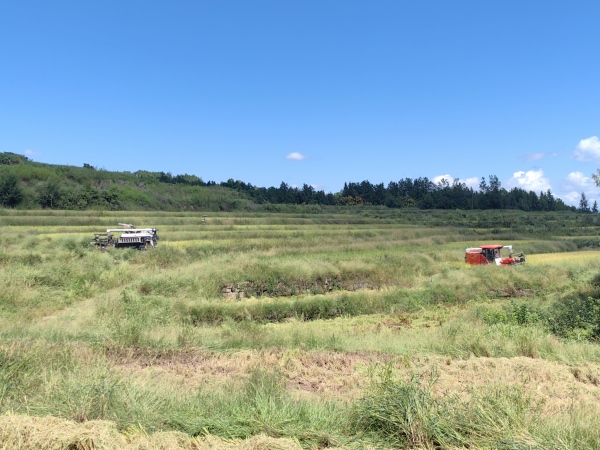 水稻機(jī)收現(xiàn)場(chǎng)。趙家街道供圖