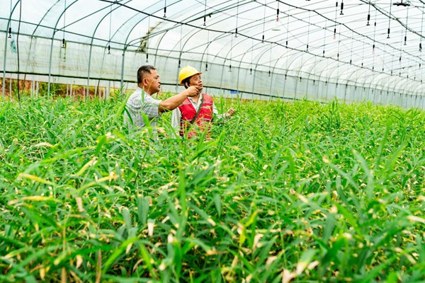 ?“AI姜田”迎豐收 電力守護(hù)“菜籃子”